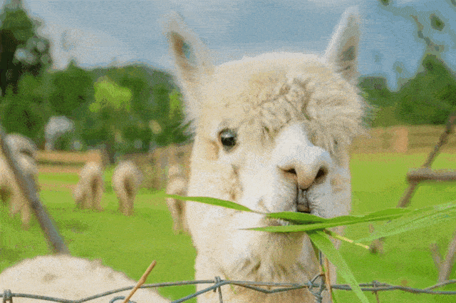 1600062511937366.gif 萌宠.gif